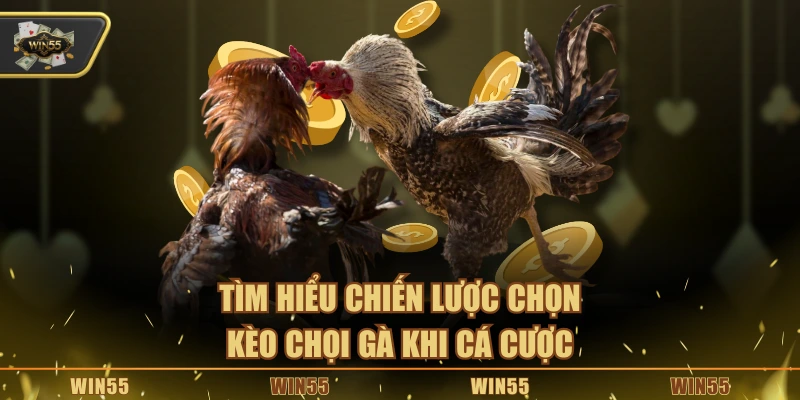 Tìm hiểu chiến lược chọn kèo chọi gà khi cá cược
