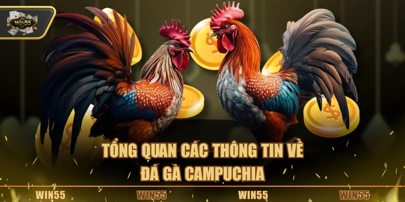 Tổng quan các thông tin về đá gà Campuchia